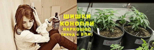 прущие грибы Вязники